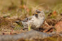 Cecetka zimni - Acanthis flammea - Common Redpoll 1141